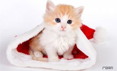 动态视觉 猫咪是怎么辨认主人的