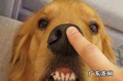 鼻子 不能乱摸狗狗的哪些部位