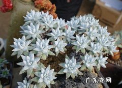 白菊仙女杯 哪些多肉越养越上瘾