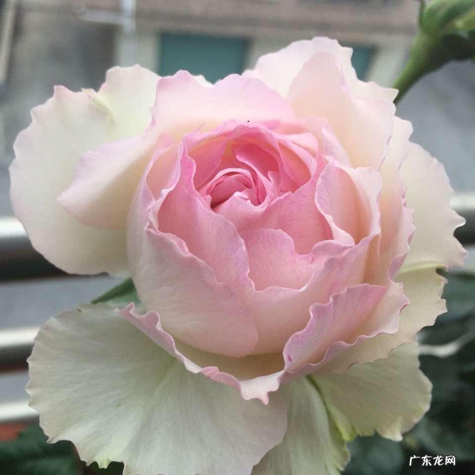 加百列 哪些品种的月季花不好养