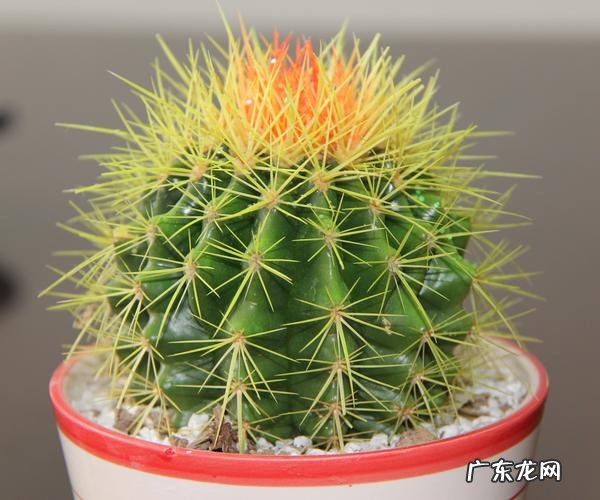 太阳花 哪些品种的花基本养不死