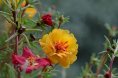 太阳花 哪些品种的花基本养不死