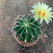 龙王 哪些仙人球被称作开花劳模