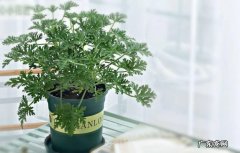 驱蚊草 哪些花除了观赏还能驱蚊