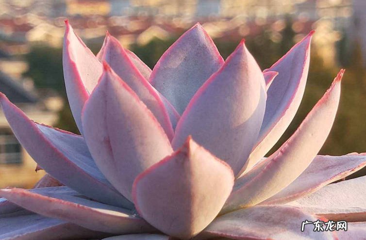 广寒宫 多肉的薄叶三仙是什么