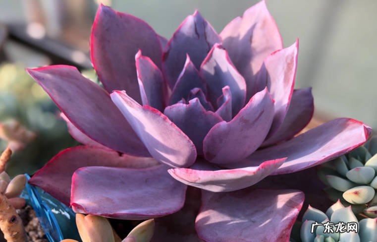 广寒宫 多肉的薄叶三仙是什么