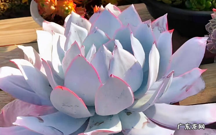 广寒宫 多肉的薄叶三仙是什么