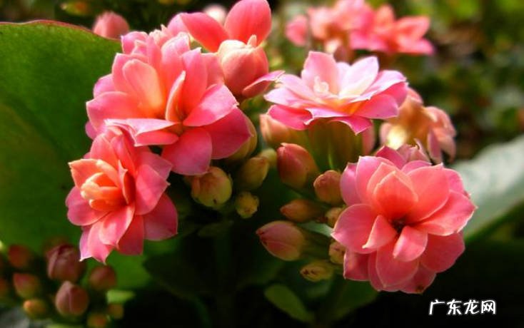 仙客来 常见的旺运花有哪些