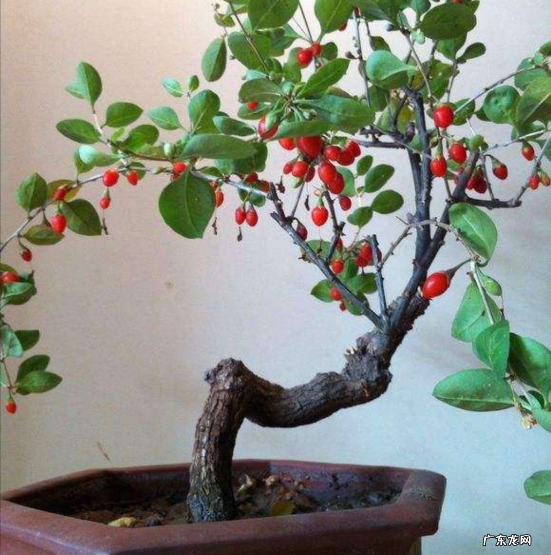 金桔 适合盆栽的果树有哪些