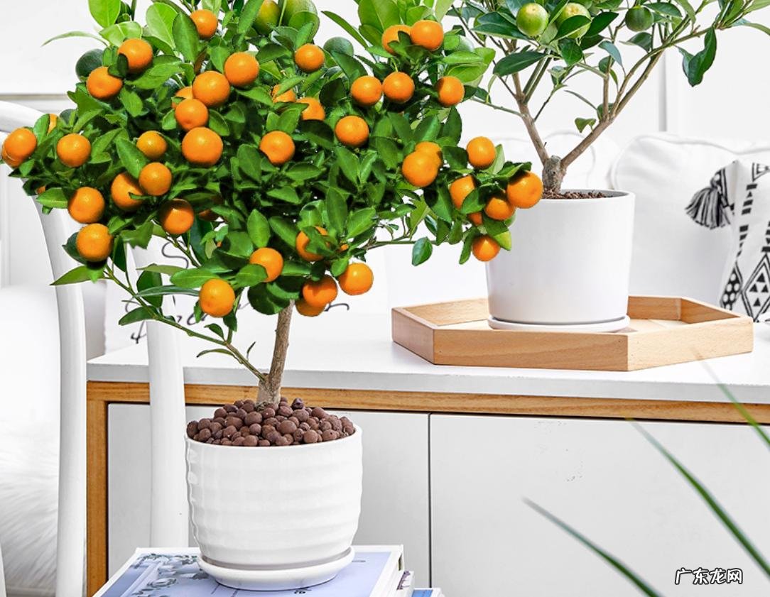金桔 适合盆栽的果树有哪些