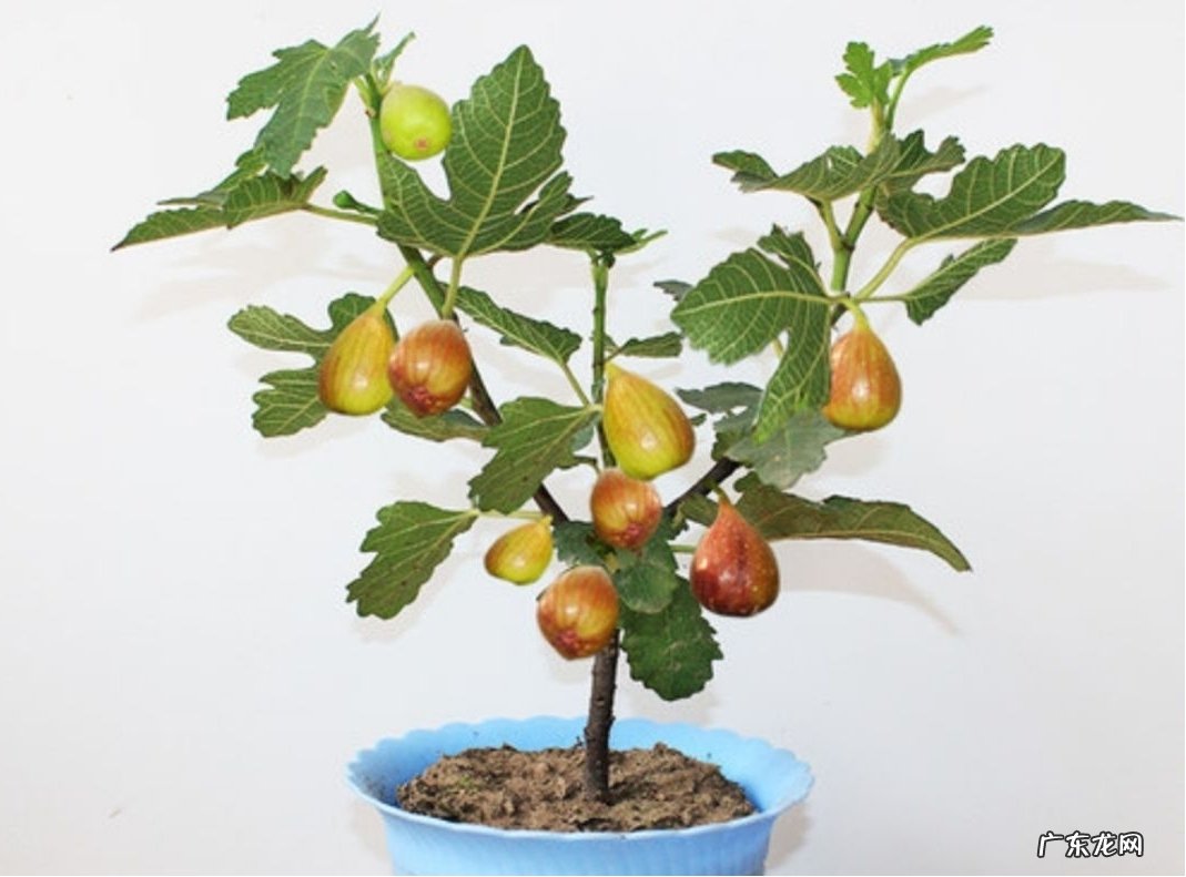 金桔 适合盆栽的果树有哪些