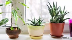 错误的光照 绿植养不活的原因有哪些