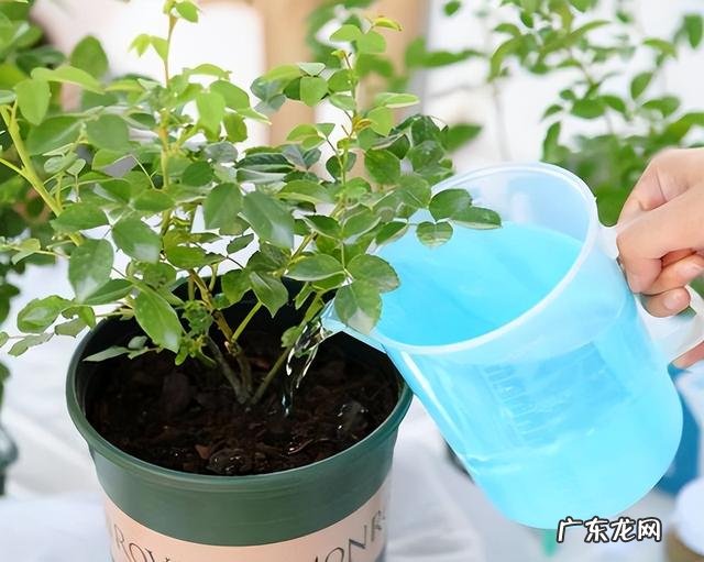 错误的光照 绿植养不活的原因有哪些