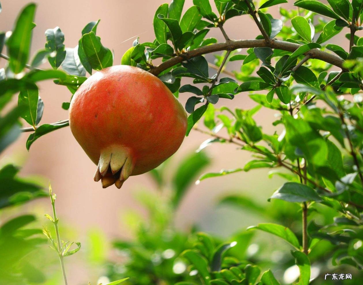 苹果树 家有庭院可以种植哪些果树