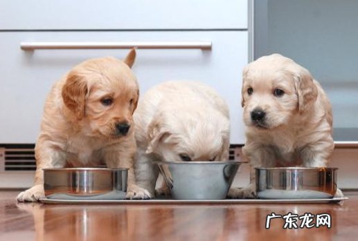 频繁喂食等 女生养狗有什么禁忌