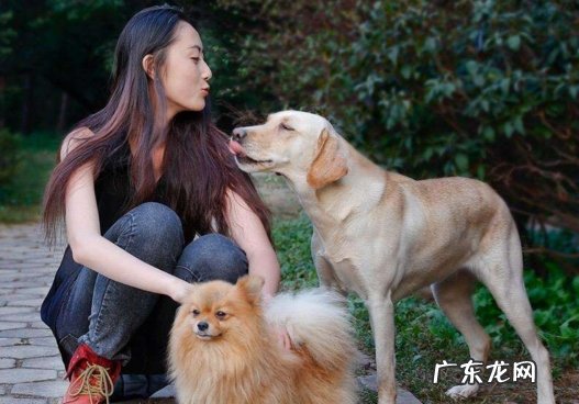 频繁喂食等 女生养狗有什么禁忌