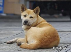 中华田园犬等 寿命长的宠物犬有哪些