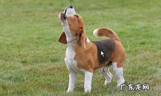 拉布拉多犬 最通人性的狗狗品种有哪些