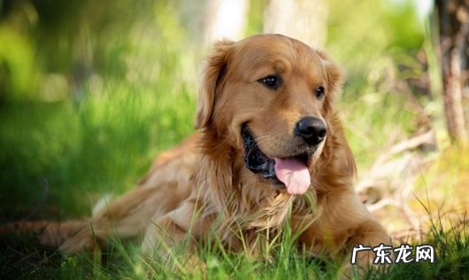 拉布拉多犬 最通人性的狗狗品种有哪些