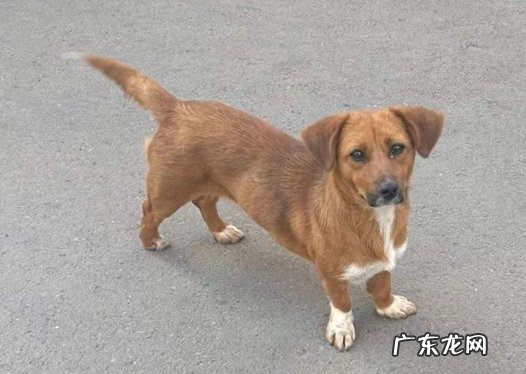 眼睛有神 能带来好运的狗狗有哪些特点