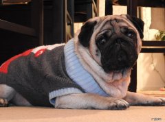 巴哥犬 新手可以选择哪些不贵又容易上手的品种