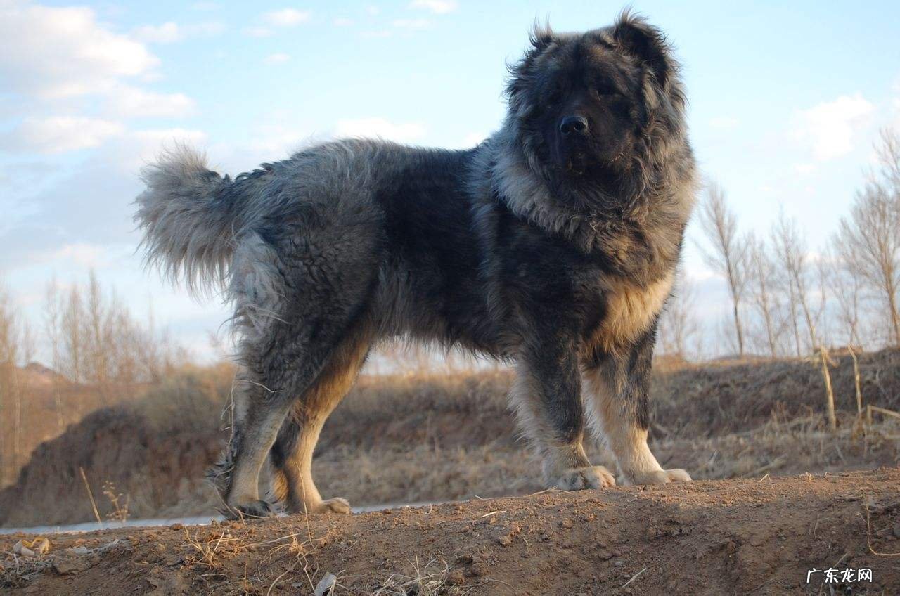 高加索犬 哪些狗狗的护主意识最强