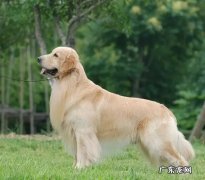 哈士奇 哪些狗狗会不会轻易的做出攻击行为