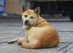 中华田园犬 哪些品种的狗狗不但忠诚，而且好养