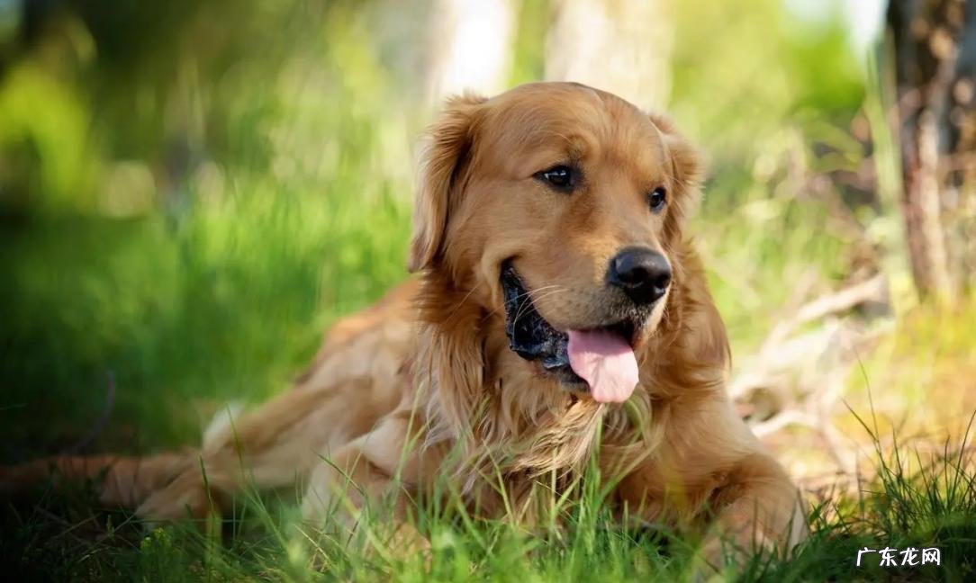 中华田园犬 哪些品种的狗狗不但忠诚,而且好养