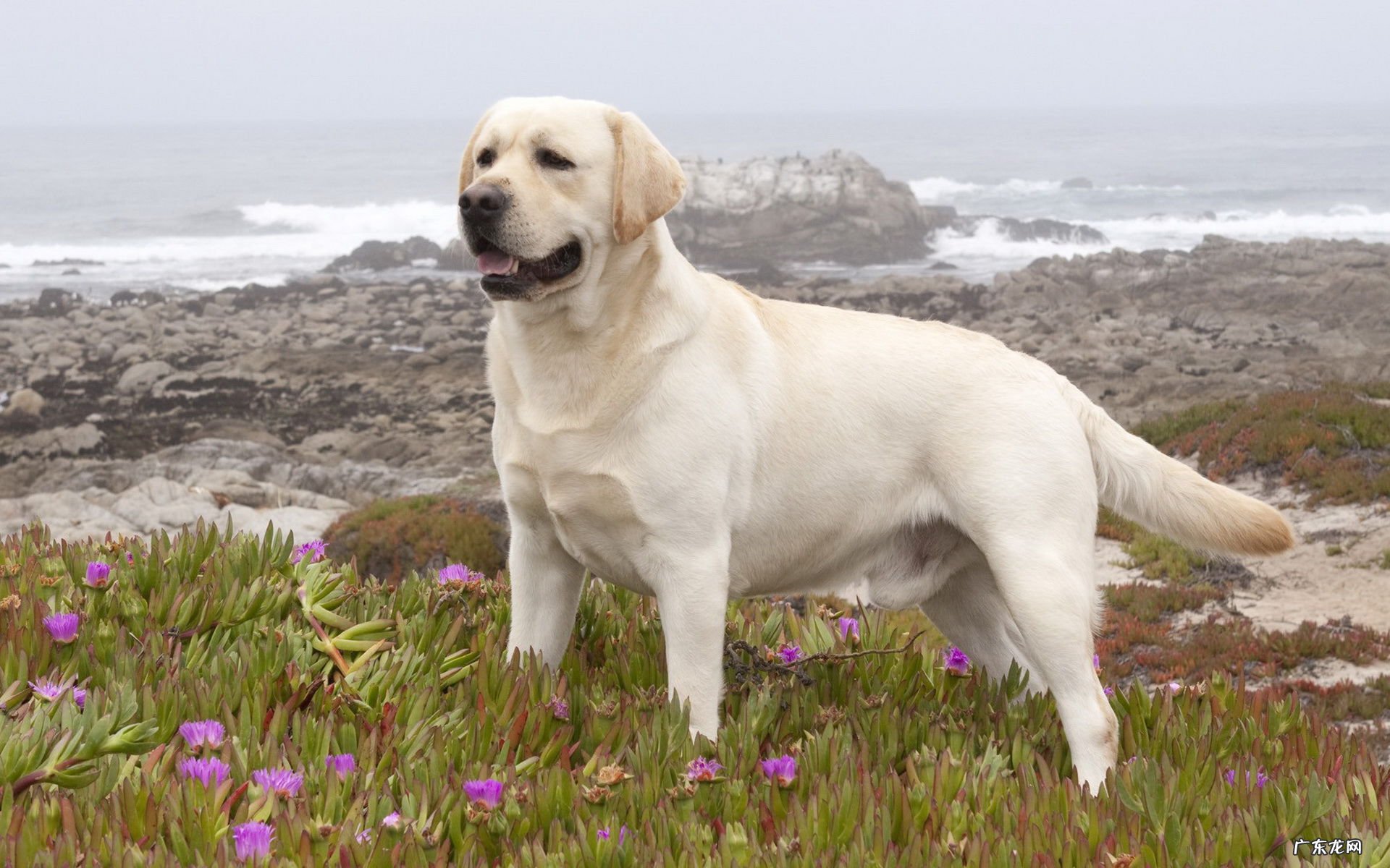 中华田园犬 哪些品种的狗狗不但忠诚,而且好养