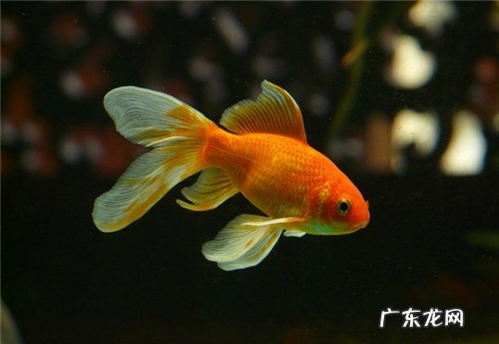 金鱼 什么品种的宠物干净又好养