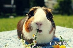 豚鼠 住在楼房可以选择哪些宠物品种
