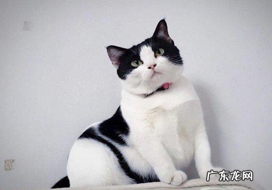 狸花猫 便宜又好养的猫咪有哪些
