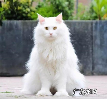 狮子猫 哪些品种的猫咪最适合新手