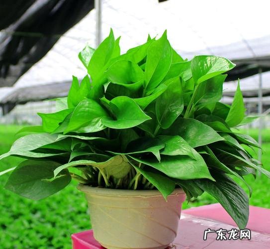 绿箩 喜欢啤酒的植物有哪些