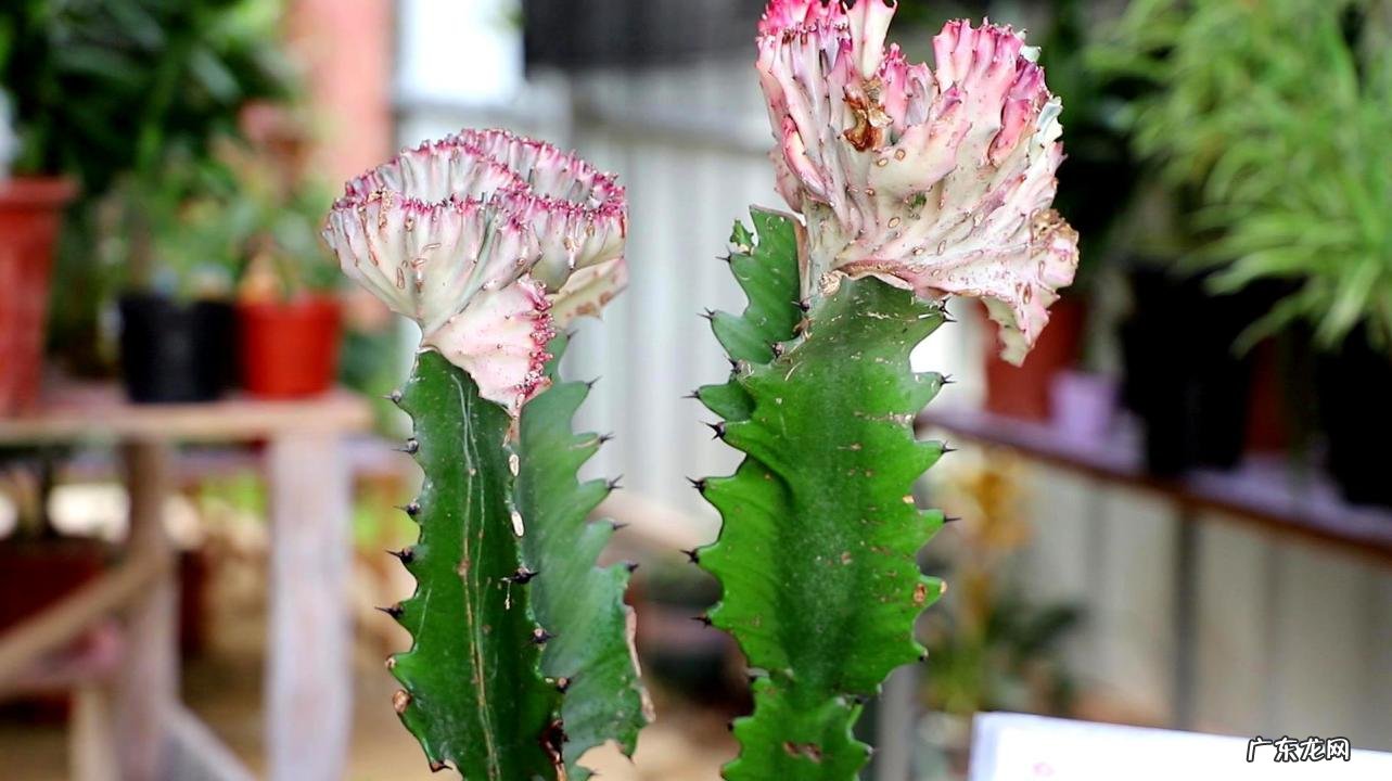 龙骨花 哪些花不适合养在客厅