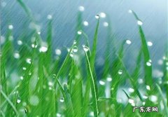 雨水 哪些水能帮植物养根
