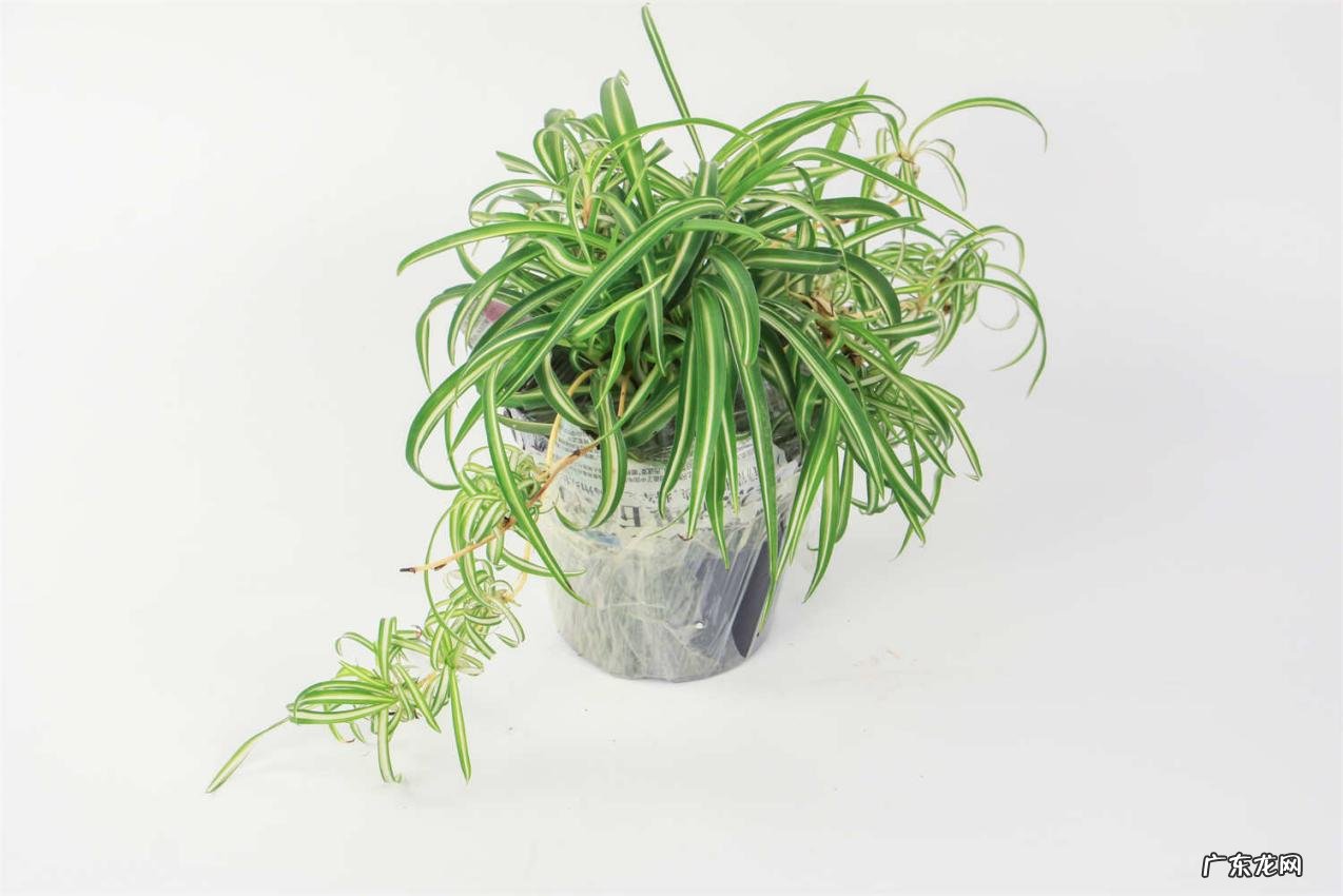 吊兰 哪些植物需要在春天修剪黄叶