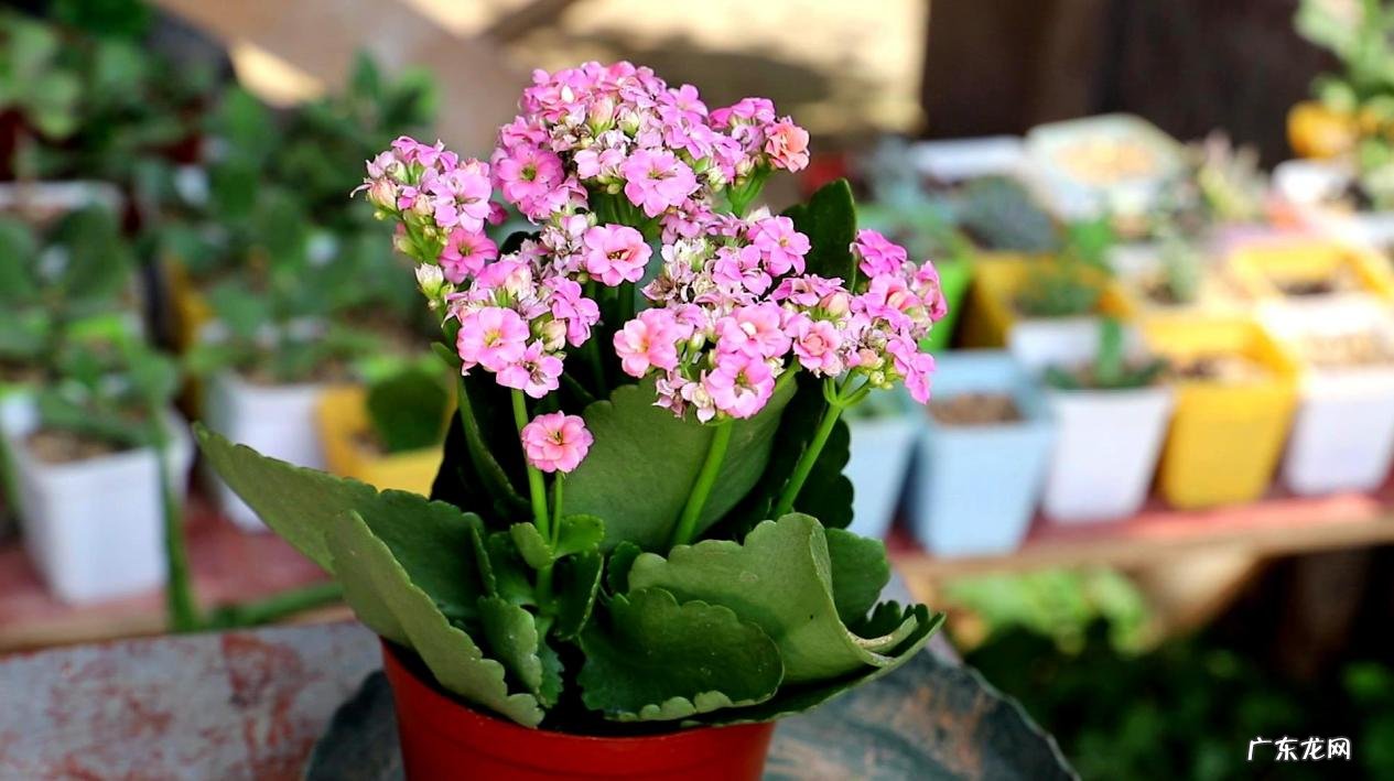 光照 哪些方法能增加长寿花的数量