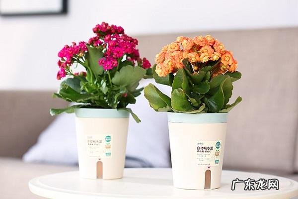 光照 哪些方法能增加长寿花的数量