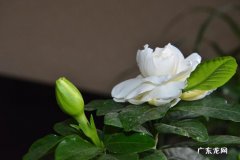 栀子花 哪些品种的花是大醋桶