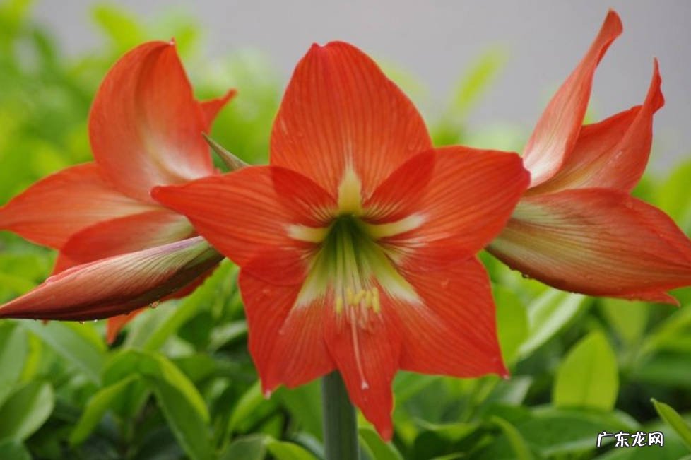 虎皮兰 哪些品种的花越长越多