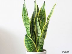 虎皮兰 哪些品种的花越长越多