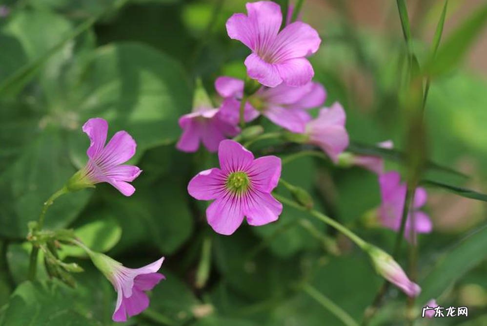 虎皮兰 哪些品种的花越长越多