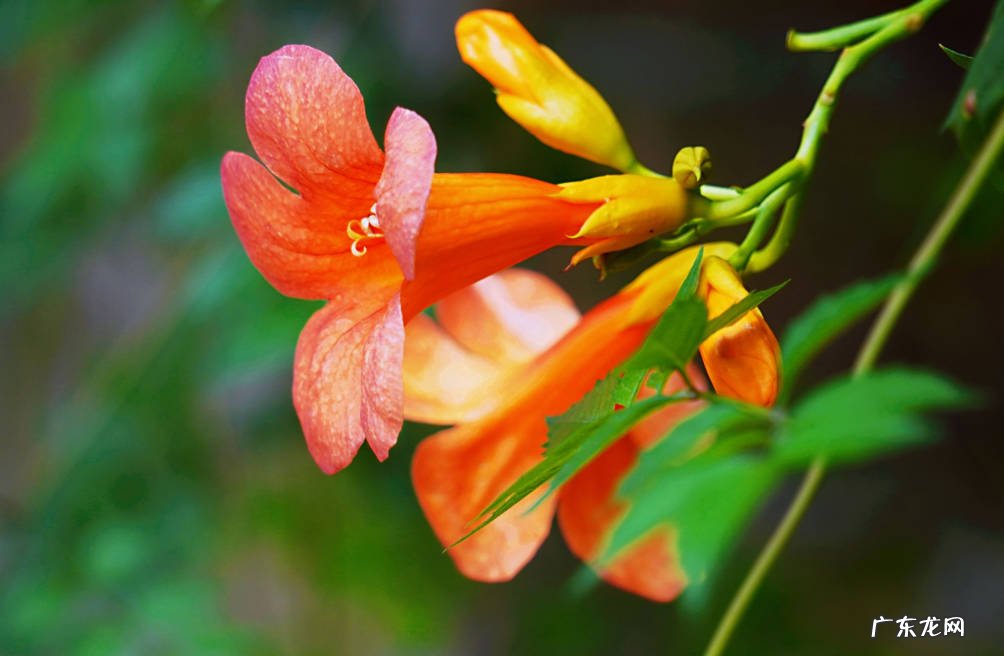 凌霄花 哪些花好养易成活