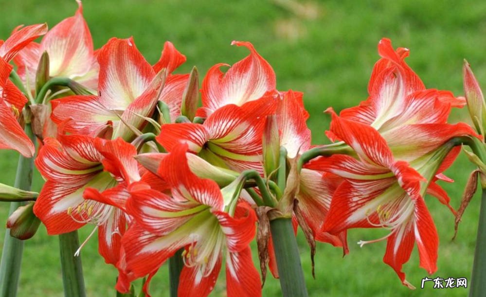 凌霄花 哪些花好养易成活