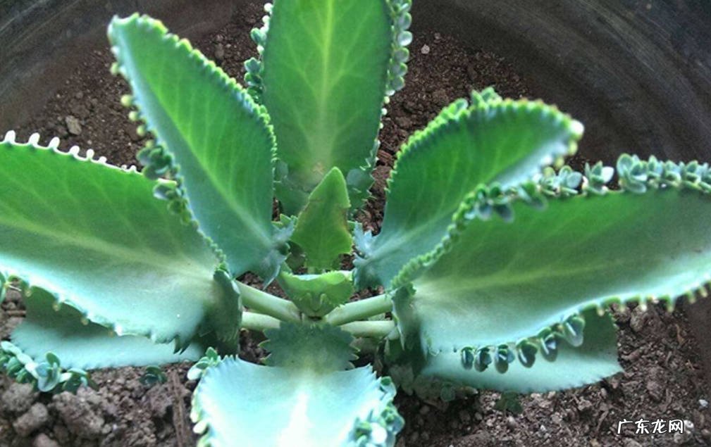 凌霄花 哪些花好养易成活