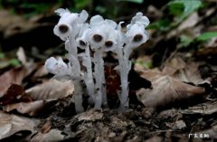 水晶兰 四大地狱花指的什么