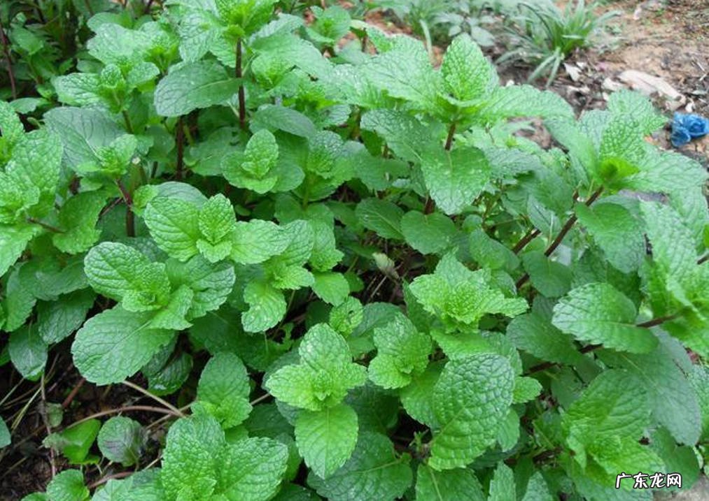 铜钱草 适合新手的水培花有哪些