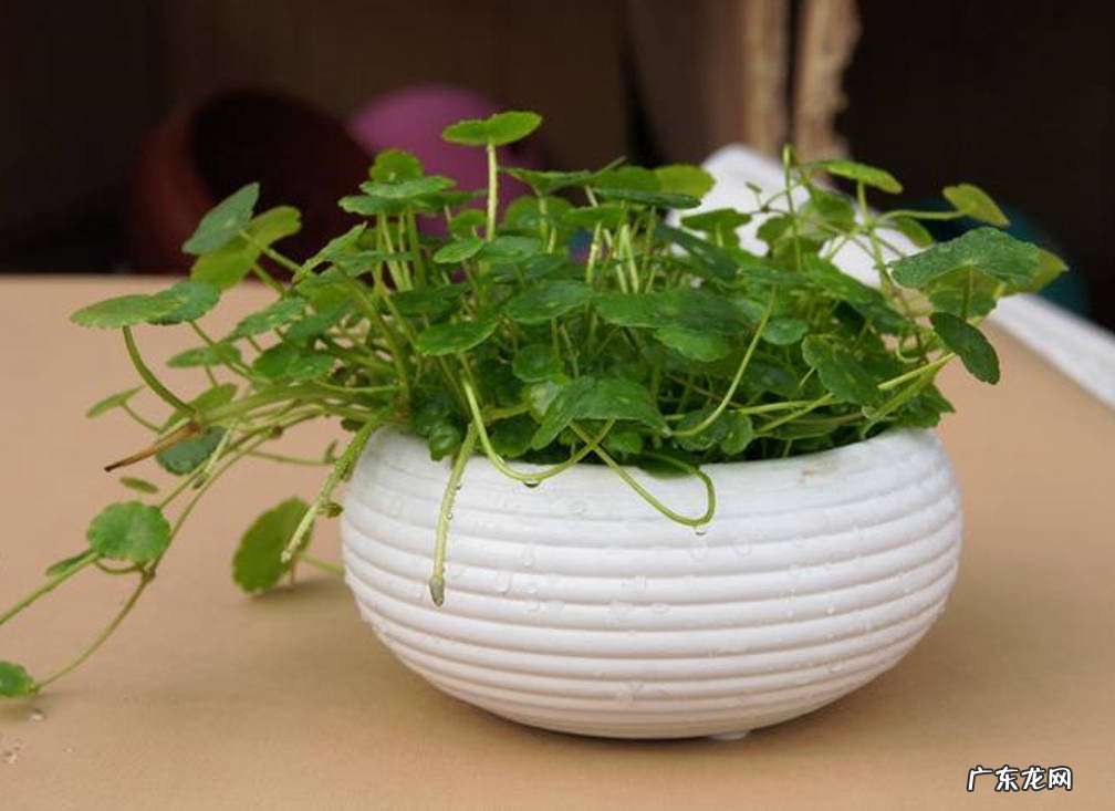 铜钱草 适合新手的水培花有哪些